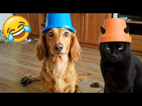 Extreme Try Not To Laugh 😅 Best Animal Videos 2026 😹🐶 Part 4
