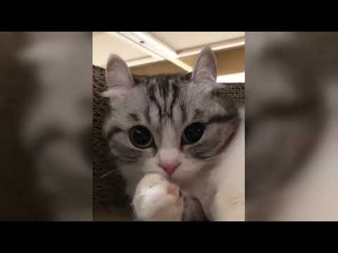 YoHo! Smart Cats | Save it