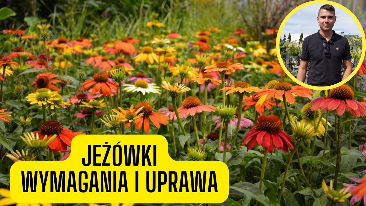Jeżówka - wymagania i uprawa (kwitnąca bylina o niesamowitej ilości kolorów kwiatów)