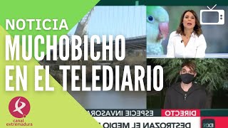Telediario Canal Extremadura: Avistada una cotorra Argentina en Extremadura