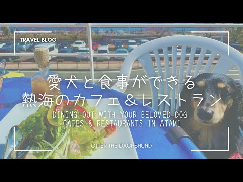 YouTube動画を再生