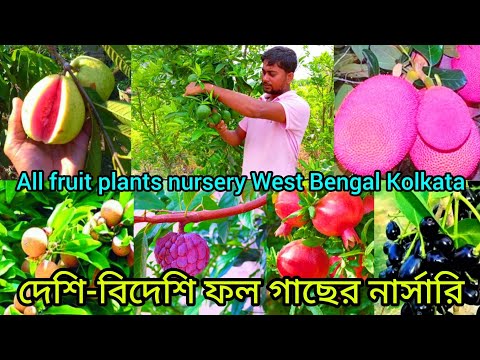 Best fruit plant nursery Kolkata | Nafisa nursery | দেশি বিদেশি ফল গাছের নার্সারি