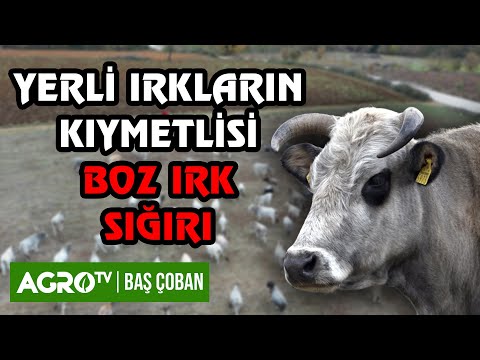 , title : 'Marmara Bölgesinin Kıymetlisi "Boz Irk" | Baş Çoban'