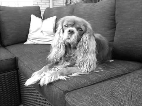 Jolien Folkerts - Wanneer zie ik jou terug - Tribute to Roeby