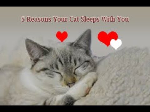 5 Reasons Your Cat Sleeps With You