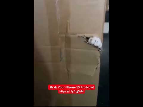 Funny Cats #shorts #short #cat #shortvideo #animals #funny #funnyvideo