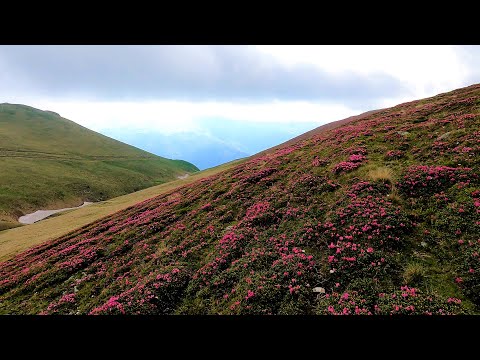 Traseul până la bujorii de munte de la Piciorul Pietrei Arse - Bucegi