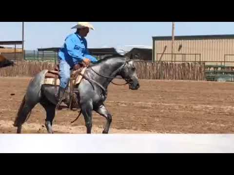 Big Daddy Cartel Colt