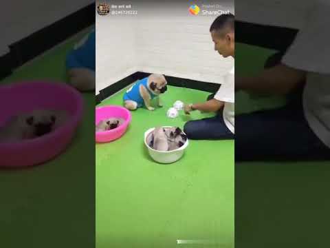 Saudabazi chal Rahi h