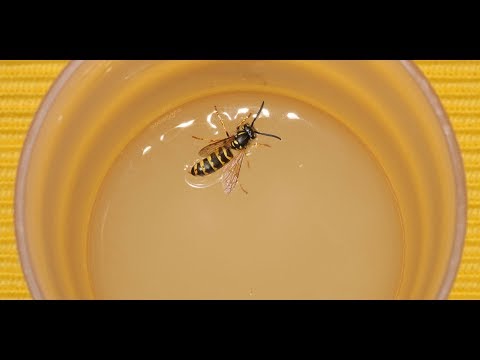 How to make simple wasp traps