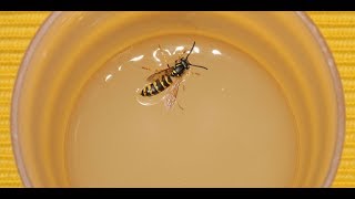 Download lagu How to make simple wasp traps mp3 Download lagu How to make simple wasp traps mp3