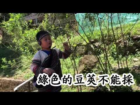 <泰雅文化-樹豆>