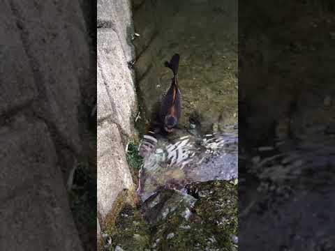 敗血症から生存する可能性: ドイツで最も一般的な死因の 1 つ