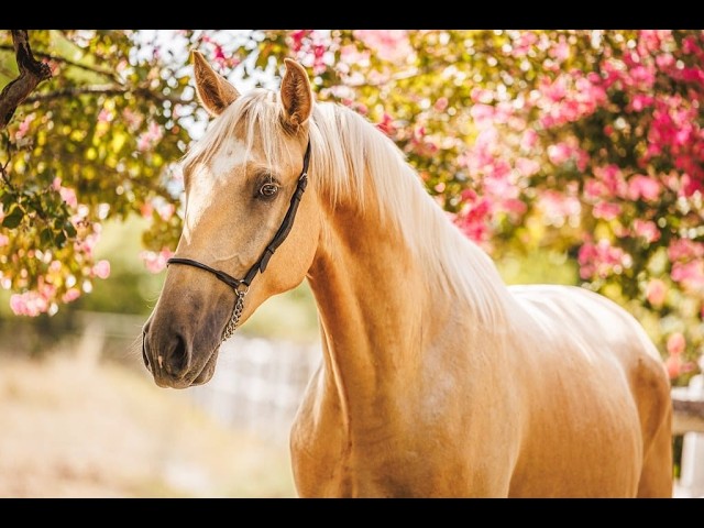 Hongre - Lusitanien (PSL) - 3 ans - Dressage - France