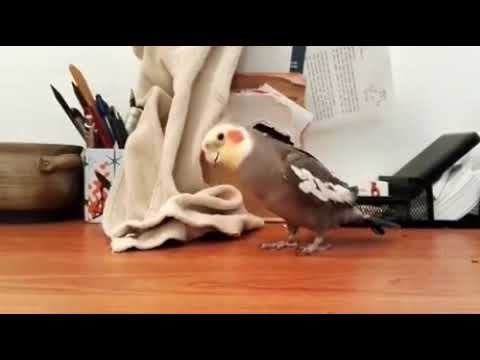 Parrot whistle the Addams family