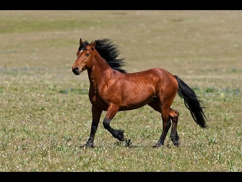 (Doku in HD) Tod oder gezähmt - Überlebenskampf amerikanischer Mustangs
