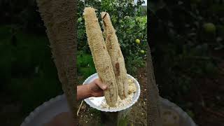 گیاه لیف یا لوفا لیف لوفا مزرعه ارگانیک گیاه دارویی کدو صیفیجات luffa organic farm