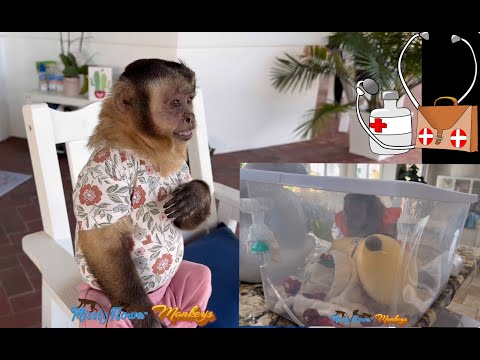 Monkey Angelika is a little sick….🤒 🙏🏻♥️