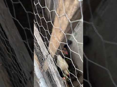 Paula Cândido MG. Hoje