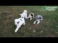 Mini Bernedoodle dogs for sale: Apple - Video 1