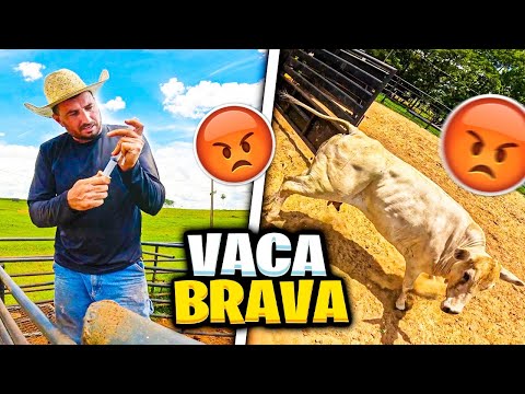 VIREI O ANO CORRENDO ATRAZ DESSA VACA BRAVA