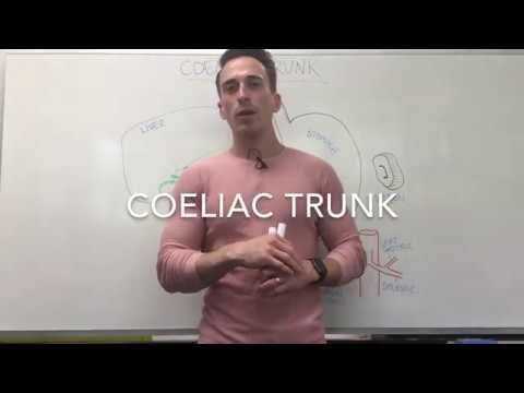 Coeliac Trunk | Blood Supply to Stomach, Liver, and Spleen