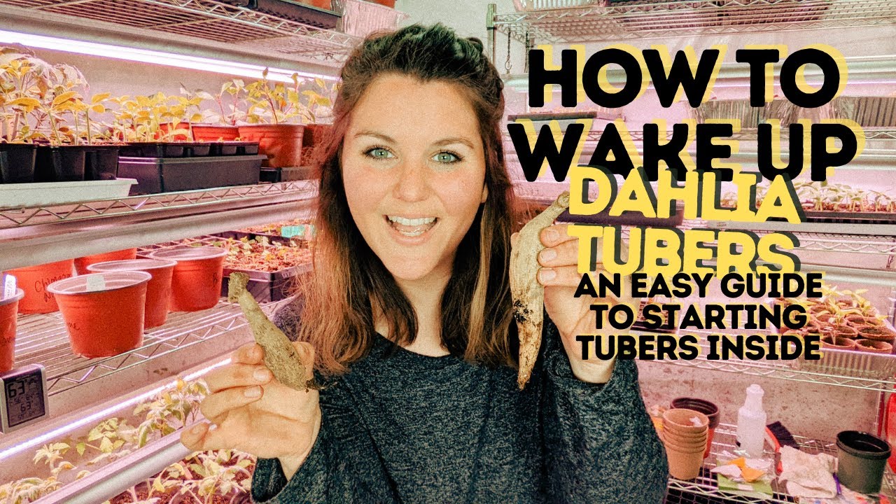 Waking Up Dahlia Tubers | Easy Guide to Starting Dahlia Tubers Indoors | Maple Leaf Barn