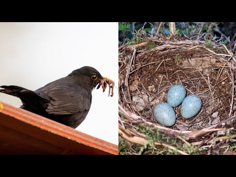 Blackbird Nest And Eggs - New Find!