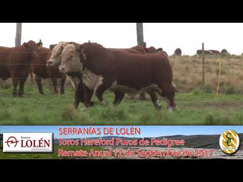 06-09-17 Toros Hereford P.P. - Dia de Campo Cabaña Lolén - C. Suarez