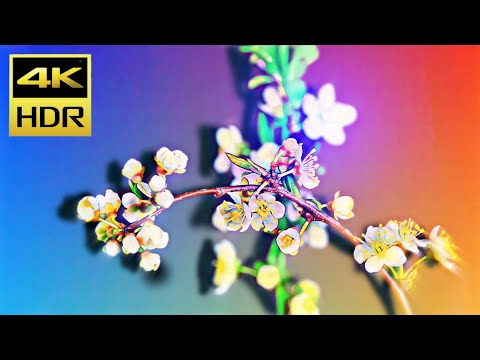 Best flowers collection in the world HDR 4K 60 FPS DEMO