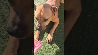 Video preview image #1 Bulldog-Unknown Mix Puppy For Sale in The Woodlands, TX, USA