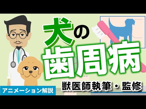 犬の歯痛 - 特定して治療する方法は?