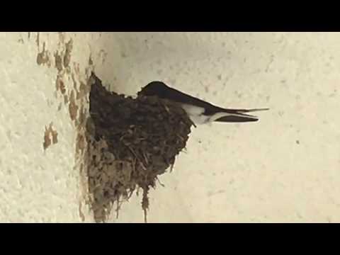 #36   -４日目　ツバメ巣IIリフォーム