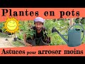 Potted Plants Watering Tips For Summer