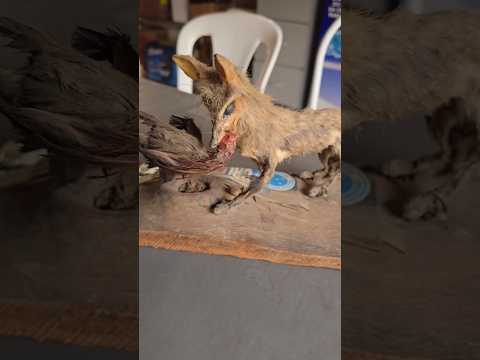Venda do Seu Zé Nenén em Senador Firmino MG