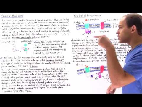 Secondary Messenger Systems