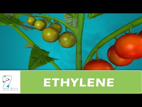 download lagu mp3 mp4 Ethylene Uses, download lagu Ethylene Uses gratis, unduh video klip Ethylene Uses