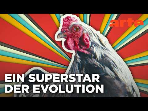 Video Thumbnail: Dummes Huhn? Keineswegs! | Doku HD | ARTE