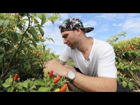 Top Things to Do on Avery Island, Louisiana