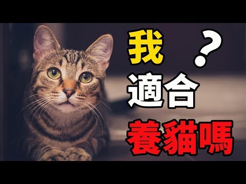 什麼人適合養貓