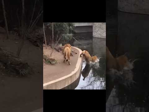 lví karma #czsk #komedie #sranda #zábava #zvířata #vtipnávidea #vtip