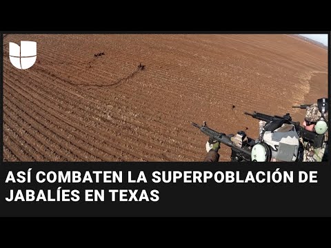 , title : 'Cazando desde helicópteros con ametralladoras: así combaten la superpoblación de jabalíes en Texas'