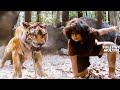 Mohanlal Biggest Blockbuster Tiger Fight Scene Namitha Telugu Movies Tollywood Multiplex