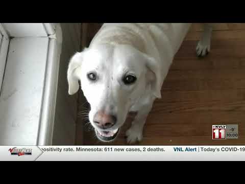 News   Investigation underway after Mekinock family dog killed in snare trap