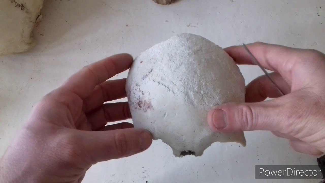 TP N° 18: Cráneo. Dr. Luciano Esborrat.