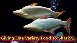 Comment Reply... Shark மீனிற்கு ஒரே உணவு தரலாமா?... / Fish Aquarium Tamil