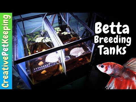 HOW TO Set Up a Natural Betta Breeding Aquarium | Betta Fish Spawning Tank