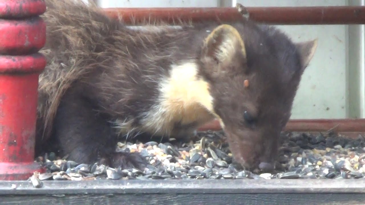 Watch 2 znajdki ... i nowy smakosz słonecznika :) now 2 znajdki ... i nowy smakosz słonecznika :)