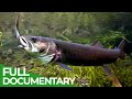Alpine Rivers: The Cradle of Life | Free Documentary Nature