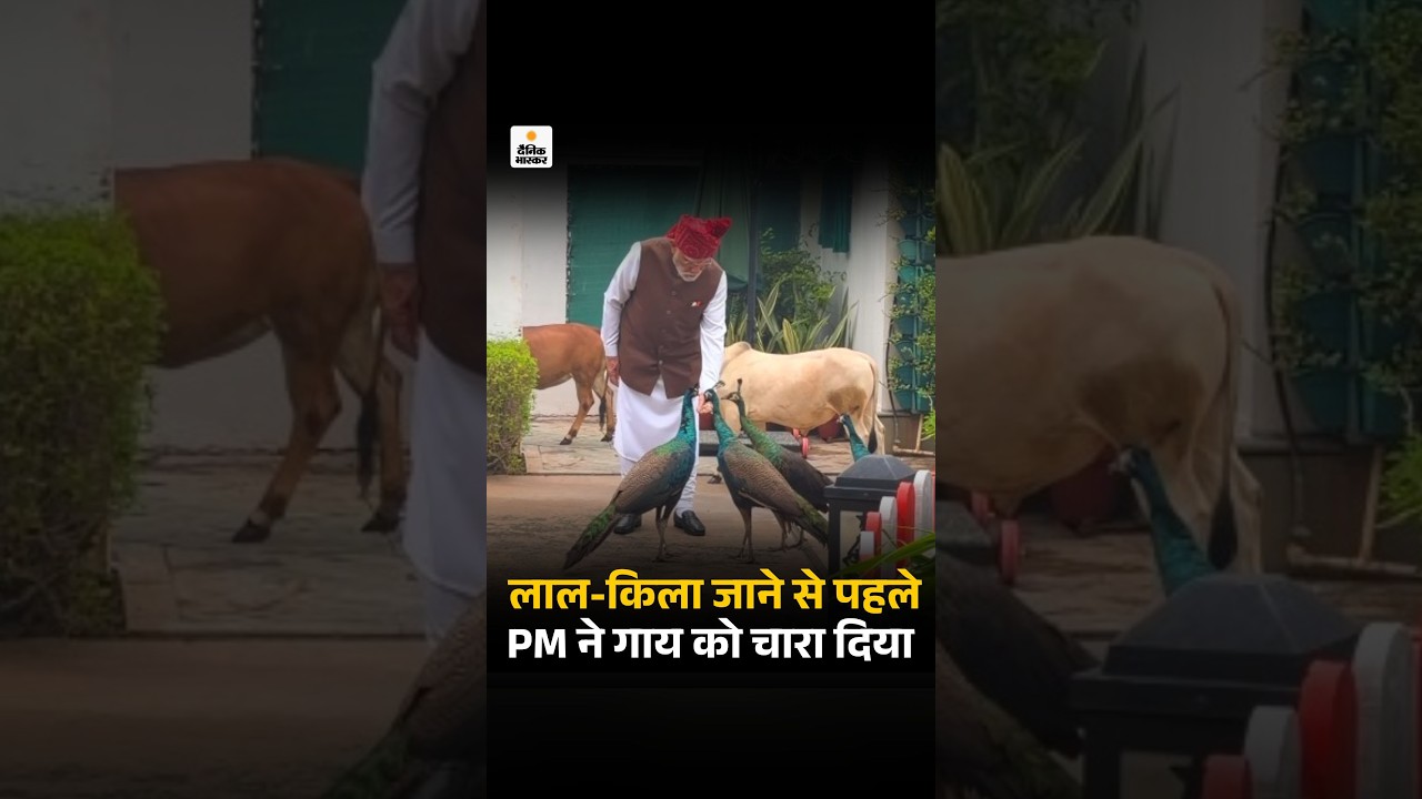 PM Modi Daily Routine: लाल-किला जाने से पहले मोदी ने गाय को चारा दिया |  Viral Video